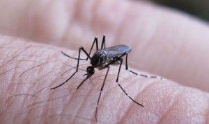 Se agrava la situación epidemiológica en La Plata por dengue: falleció un hombre de 42 años