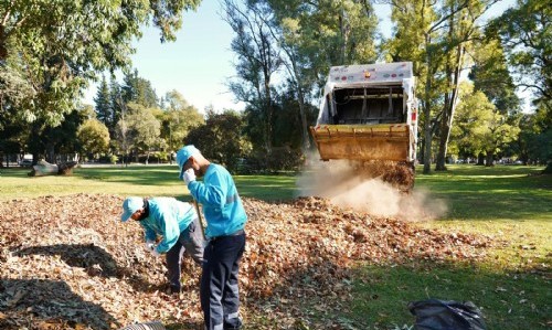 Operativo otoño en La Plata: El Municipio intensifica la limpieza de hojas y las convierte en abono natural